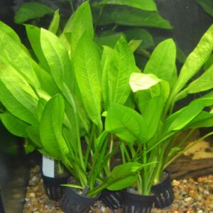 Discover the premium imported Amazon Sword Echinodorus Bleheri, a vibrant aquatic plant perfect for your aquarium. Available at Curat Cart.