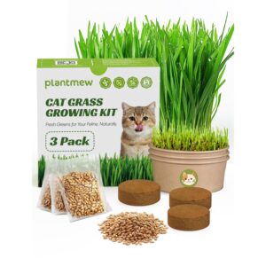 Premium imported Cat Grass Kit for indoor cats, featuring seeds, soil disks, and a stylish pot. Available at Curat Cart.