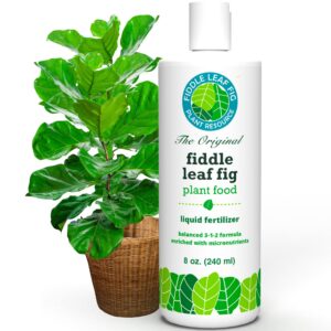 Premium imported Fiddle Leaf Fig plant food, a balanced liquid fertilizer for vibrant plant health, available at Curat Cart.