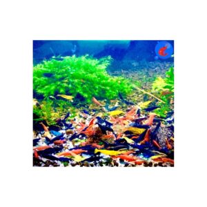 Discover premium imported Neocaridina shrimp in a colorful aquatic habitat. Elevate your aquarium with Curat Cart's selection.