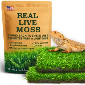LUCKYRUNES Live Moss for terrariums, a premium imported product from Curat Cart, revives in 5 minutes with mist. Perfect for mini landscapes.
