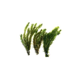 Premium imported Marcus Fish Tanks Anacharis Elodea offers vibrant aquatic greenery, perfect for enhancing your aquarium. Available at Curat Cart.