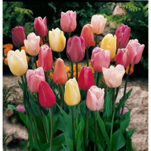 Discover the Mixed Triumph Tulip, a premium import showcasing a vibrant blend of colors, available at Curat Cart.